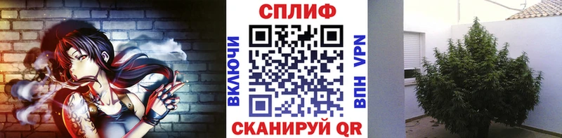Бошки Шишки OG Kush  наркотики  Суворов 